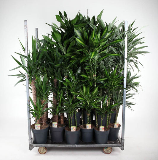 Foliage houseplants mix 160cm 24cm Pot