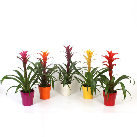Guzmania mix 45cm 13cm Pot