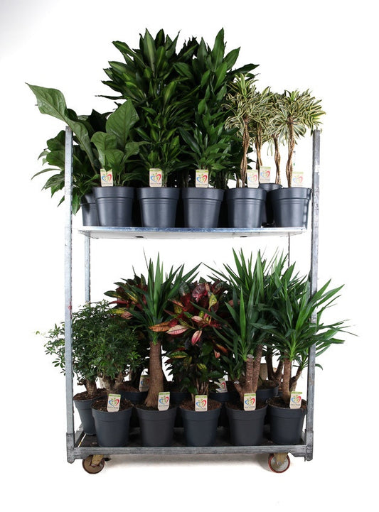 Foliage houseplants mix 110cm 24cm Pot
