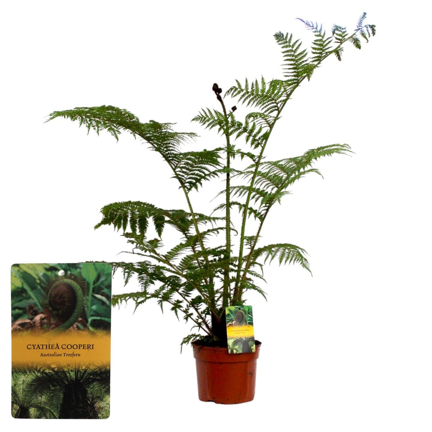 Cyathea Tomentosissi 90cm 24cm Pot