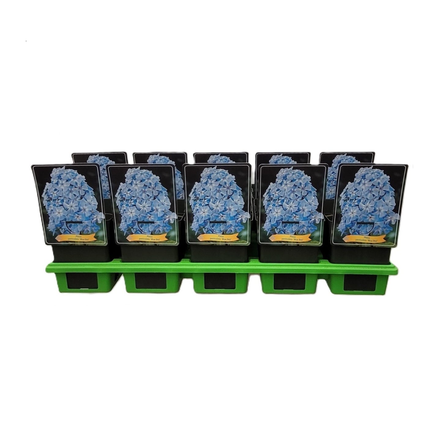 Phlox pan. Blue Boy 25cm 11cm Pot