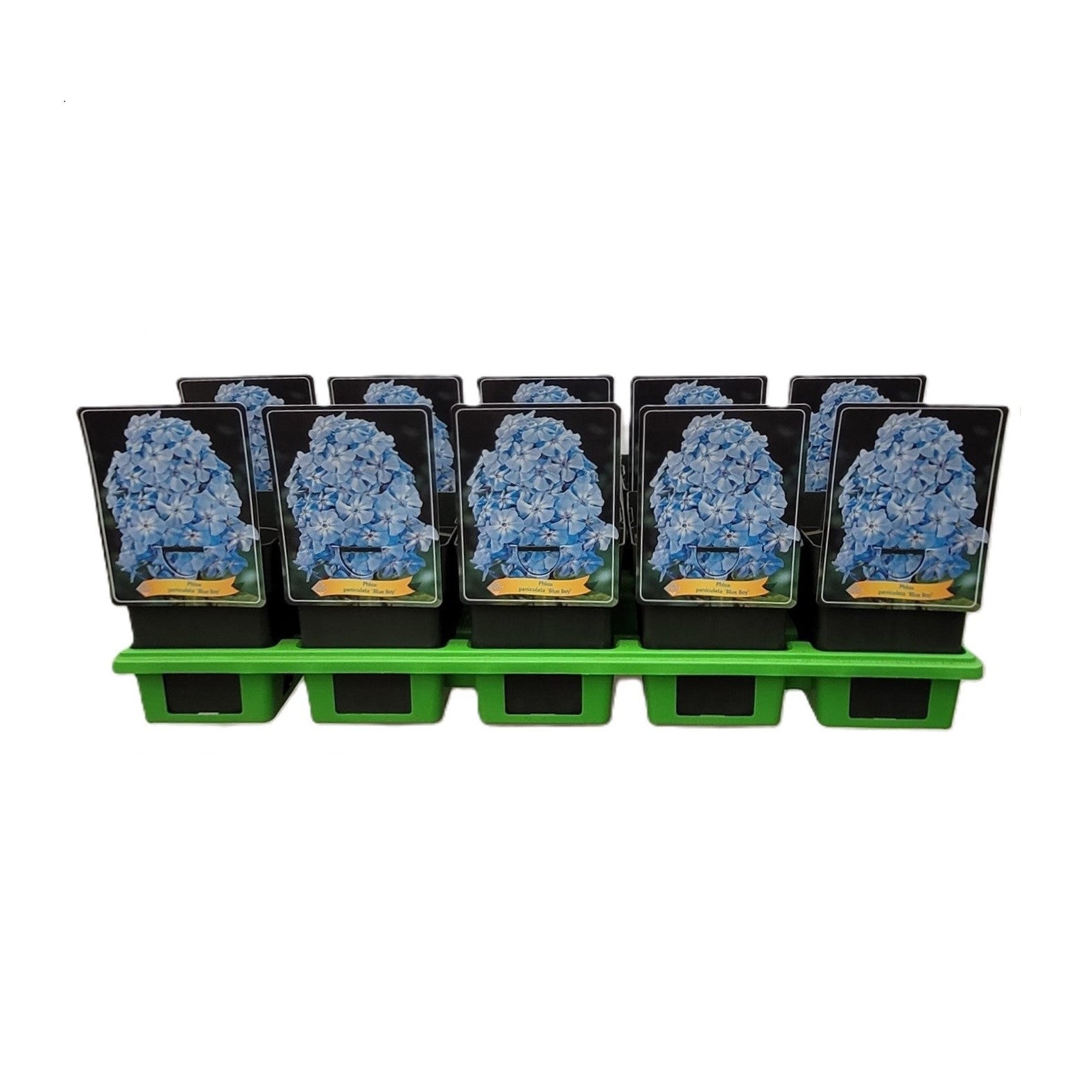 Phlox pan. Blue Boy 25cm 11cm Pot