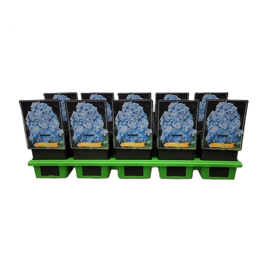 Phlox pan. Blue Boy 25cm 11cm Pot