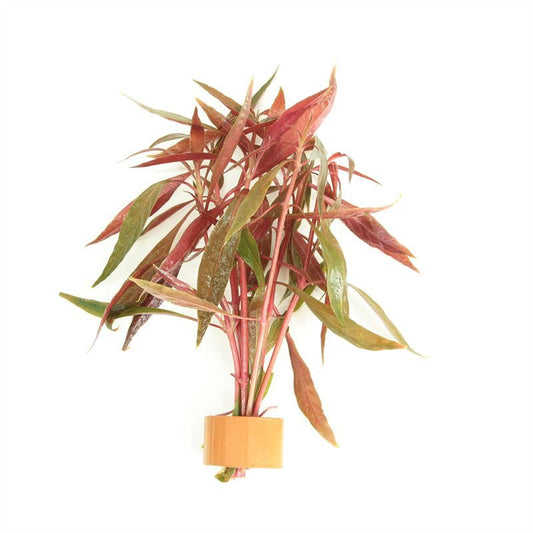 Aquarium plant mix 5cm 2cm Pot