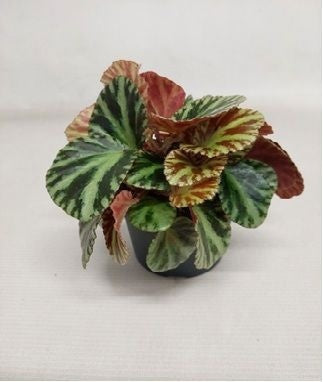 Begonia rex 15cm 510cm Pot