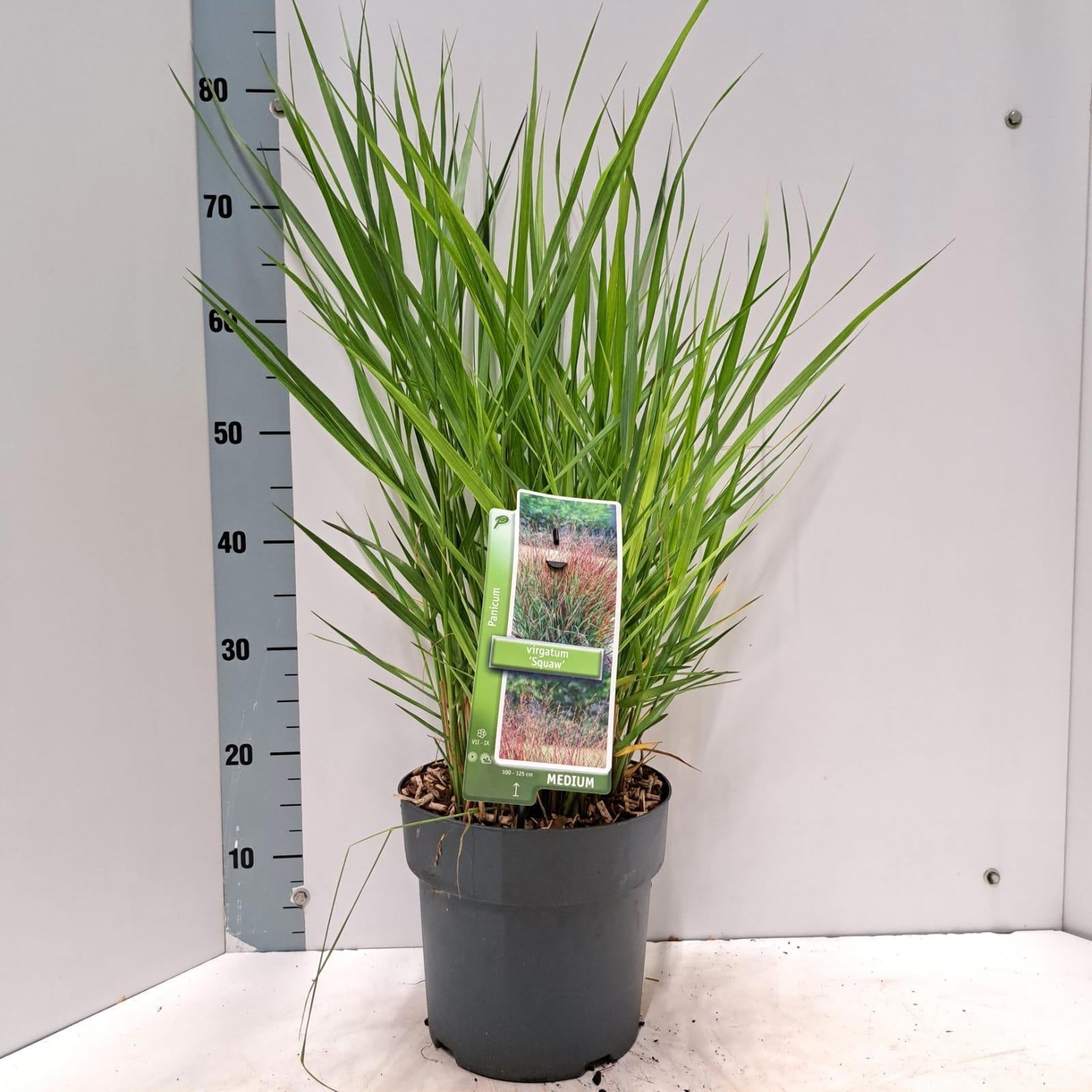 Panicum Squaw 75cm 23cm Pot
