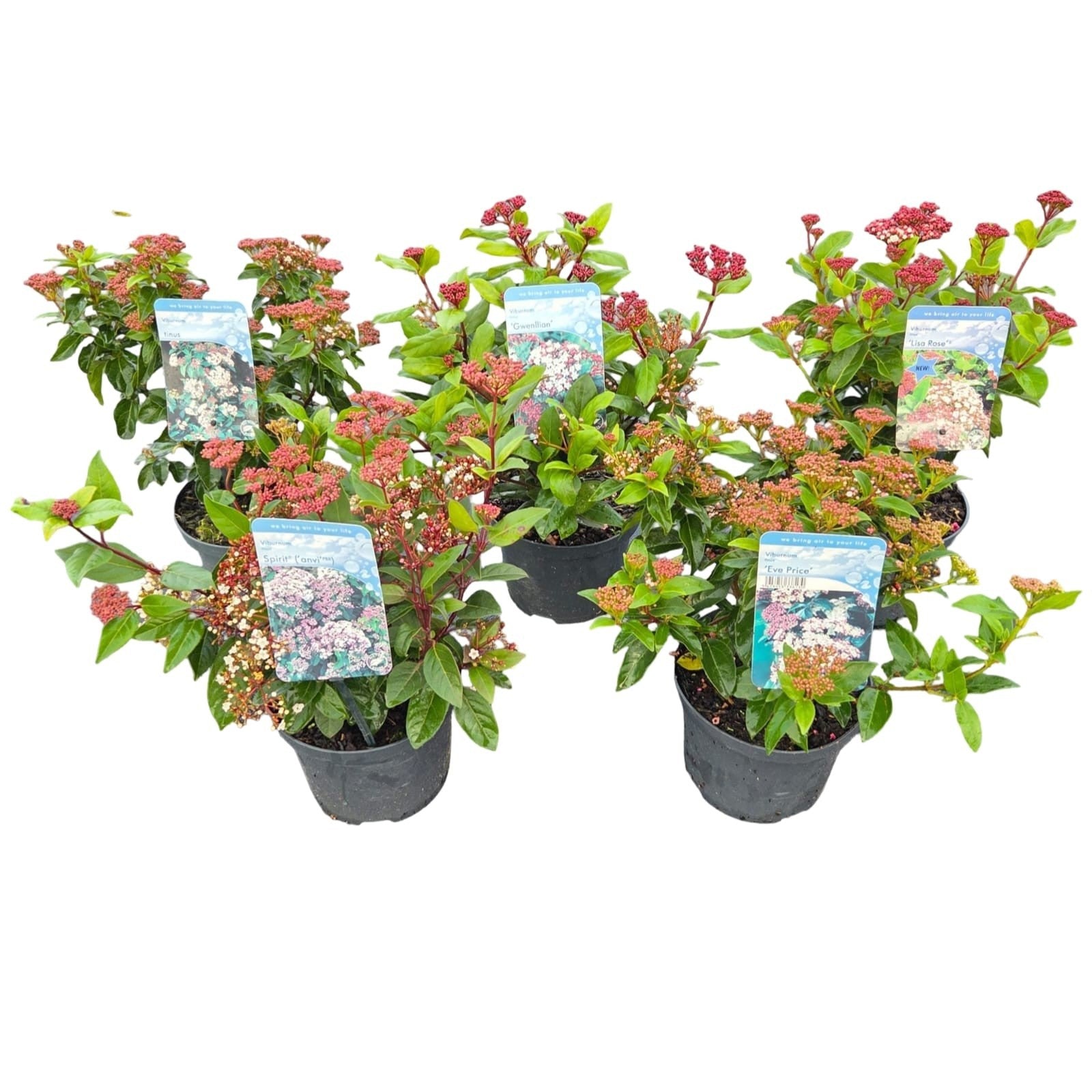 Viburnum tinus 40cm 17cm Pot