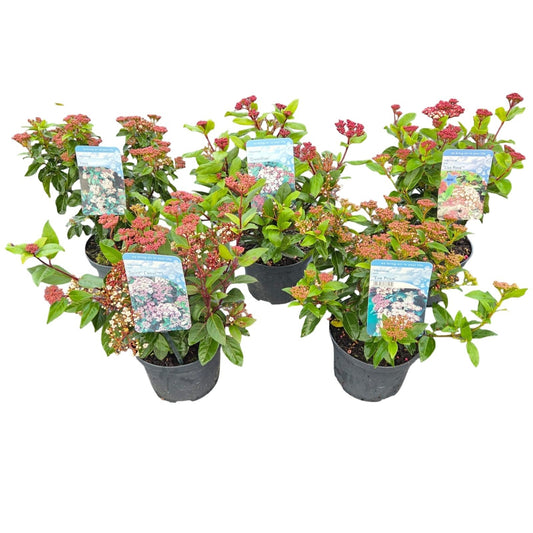 Viburnum tinus 40cm 17cm Pot