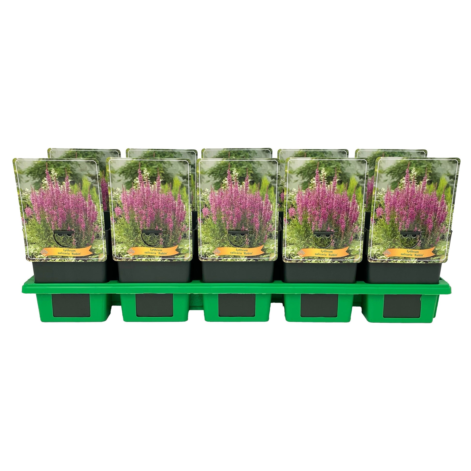 Lythrum Robin 25cm 11cm Pot