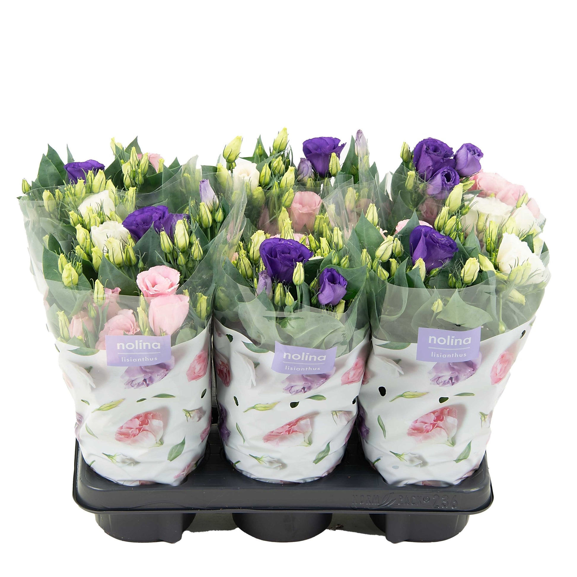 Eustoma Julietta mix 36cm 13cm Pot