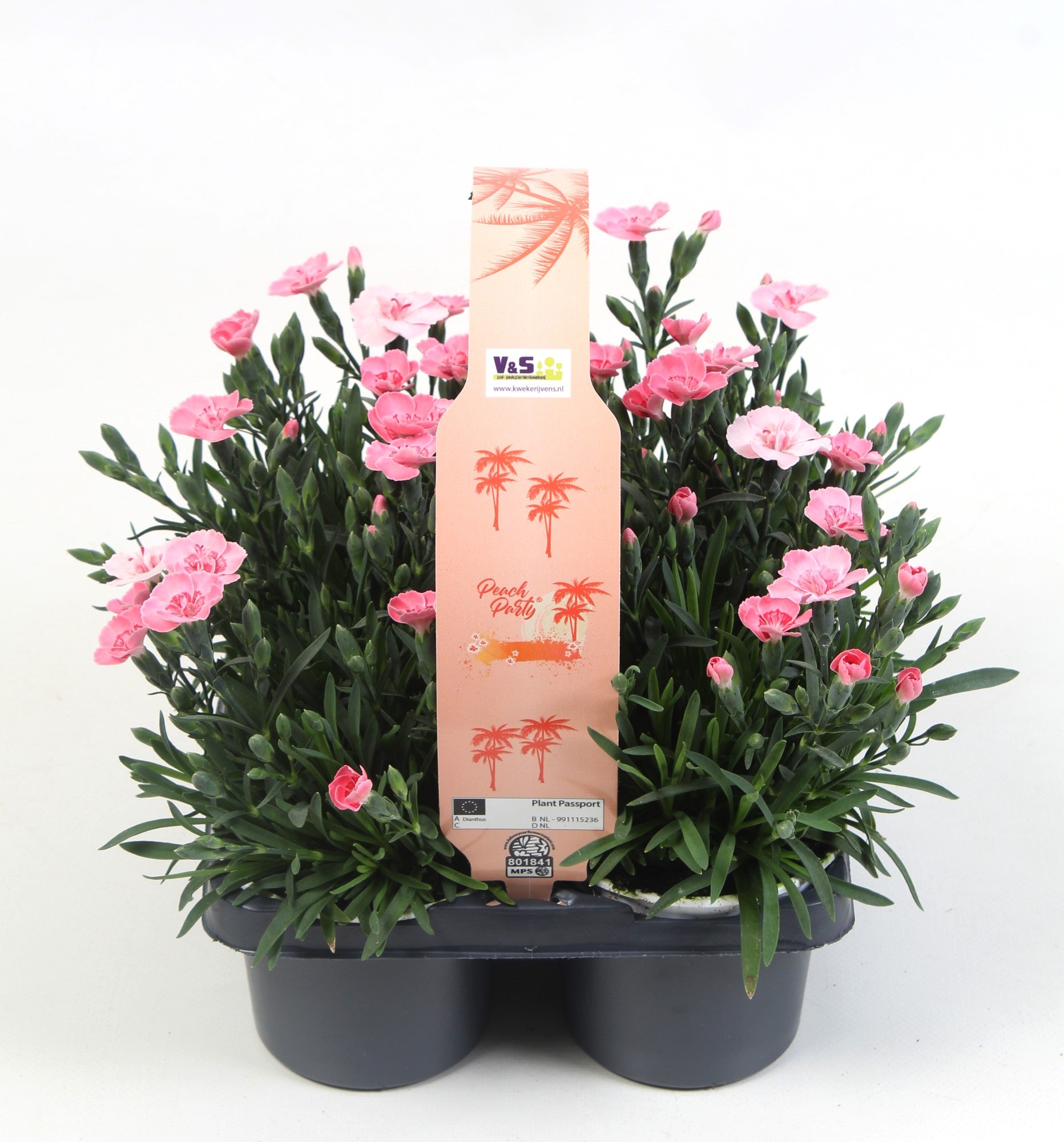 Dianthus Peach Party in 4-pack 15cm 9cm Pot