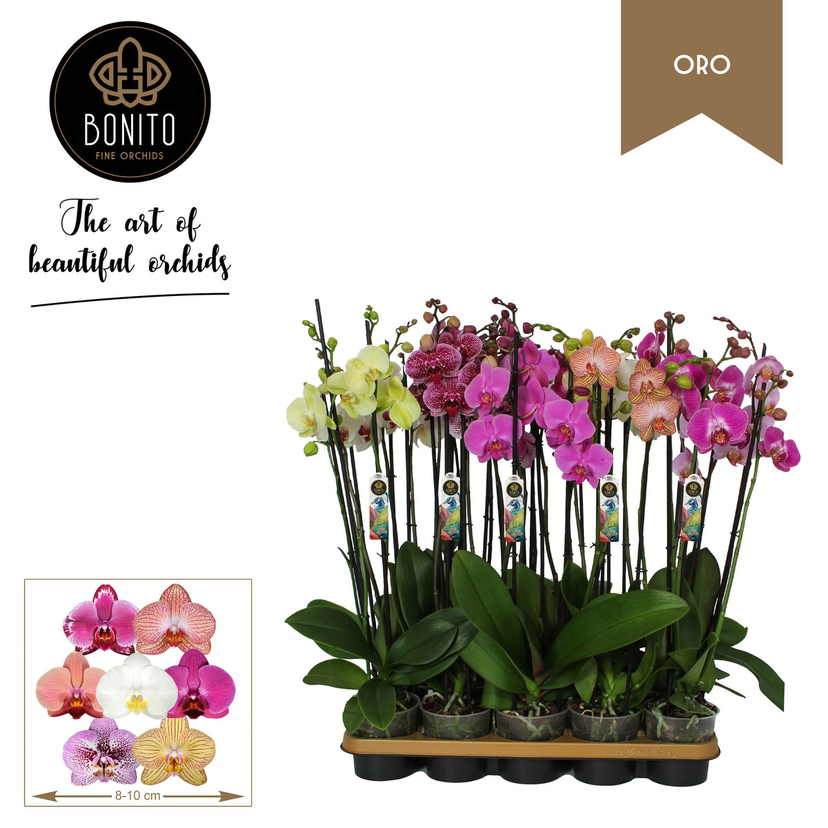 Phalaenopsis mix Oro 65cm 12cm Pot