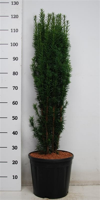 Taxus Fastigiata Robusta 130cm 32cm Pot