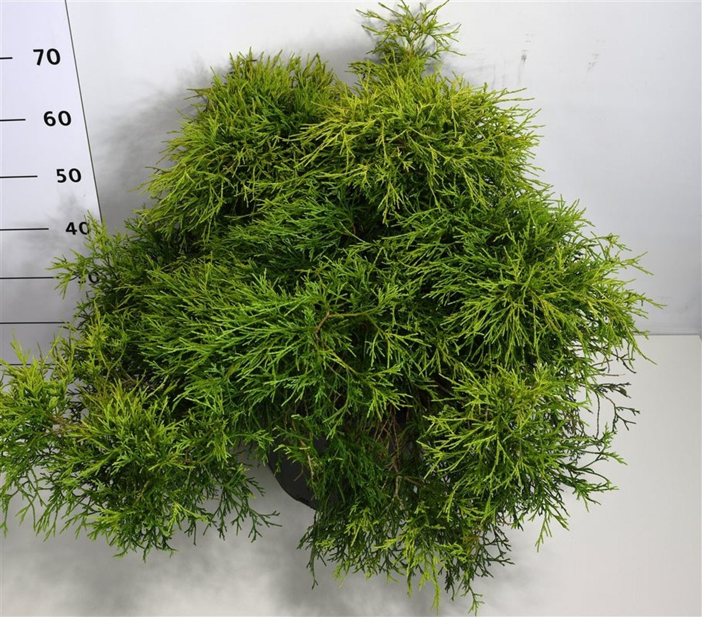 Chamaecyparis Sungold 65cm 38cm Pot