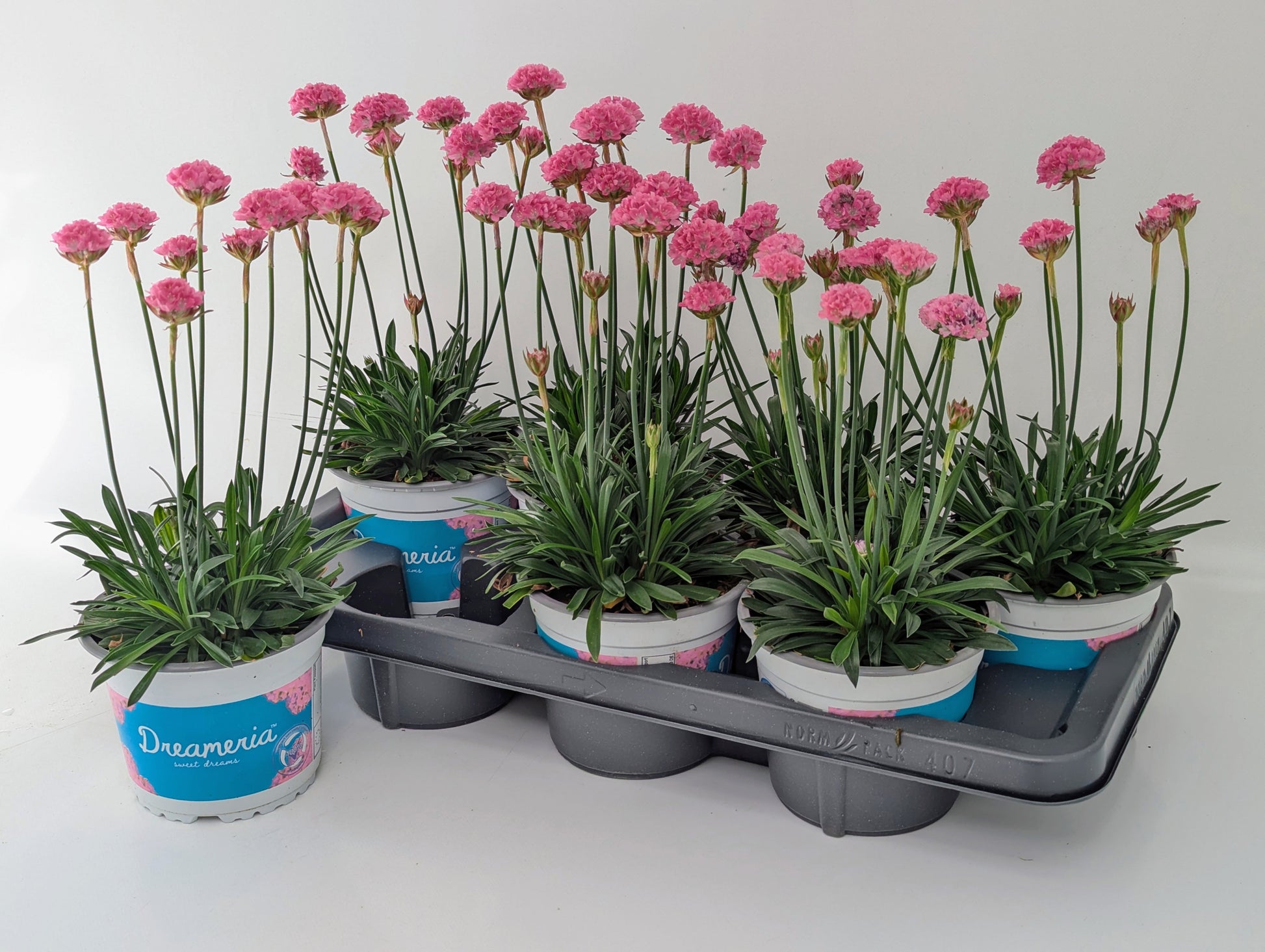 Armeria Dreameria Daydream 35cm 14cm Pot