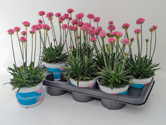 Armeria Dreameria Daydream 35cm 14cm Pot