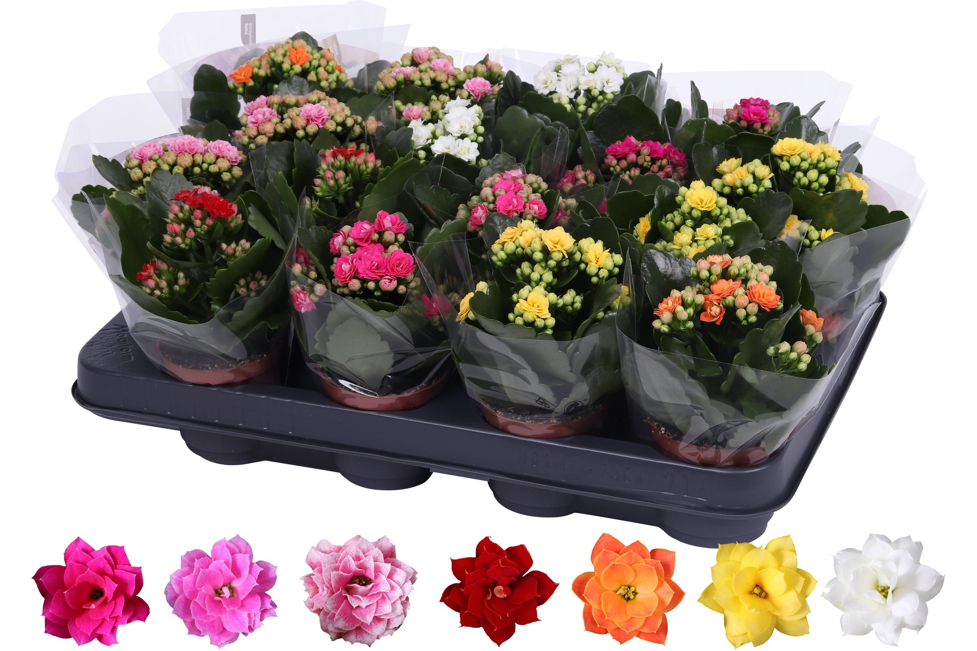 Kalanchoe Rosalina mix 15cm 7cm Pot