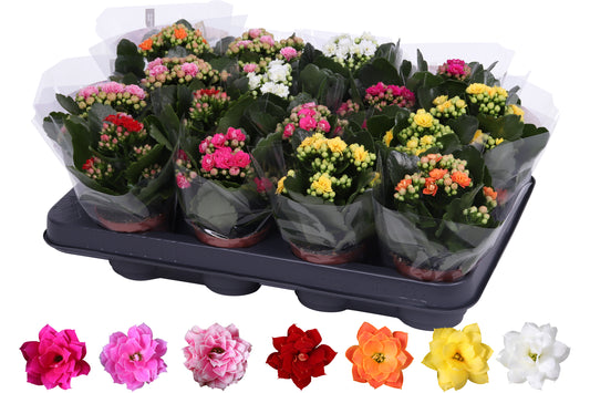 Kalanchoe Rosalina mix 15cm 7cm Pot