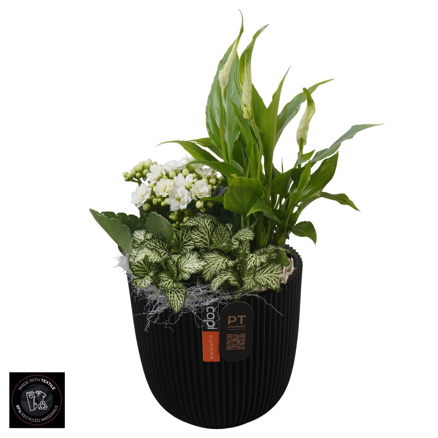 Indoor arrangement 31cm 13cm Pot