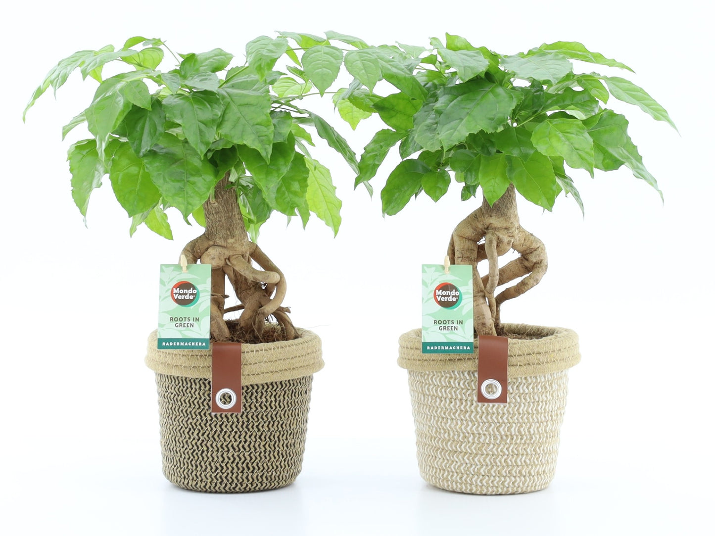 Radermachera sinica 30cm 14cm Pot