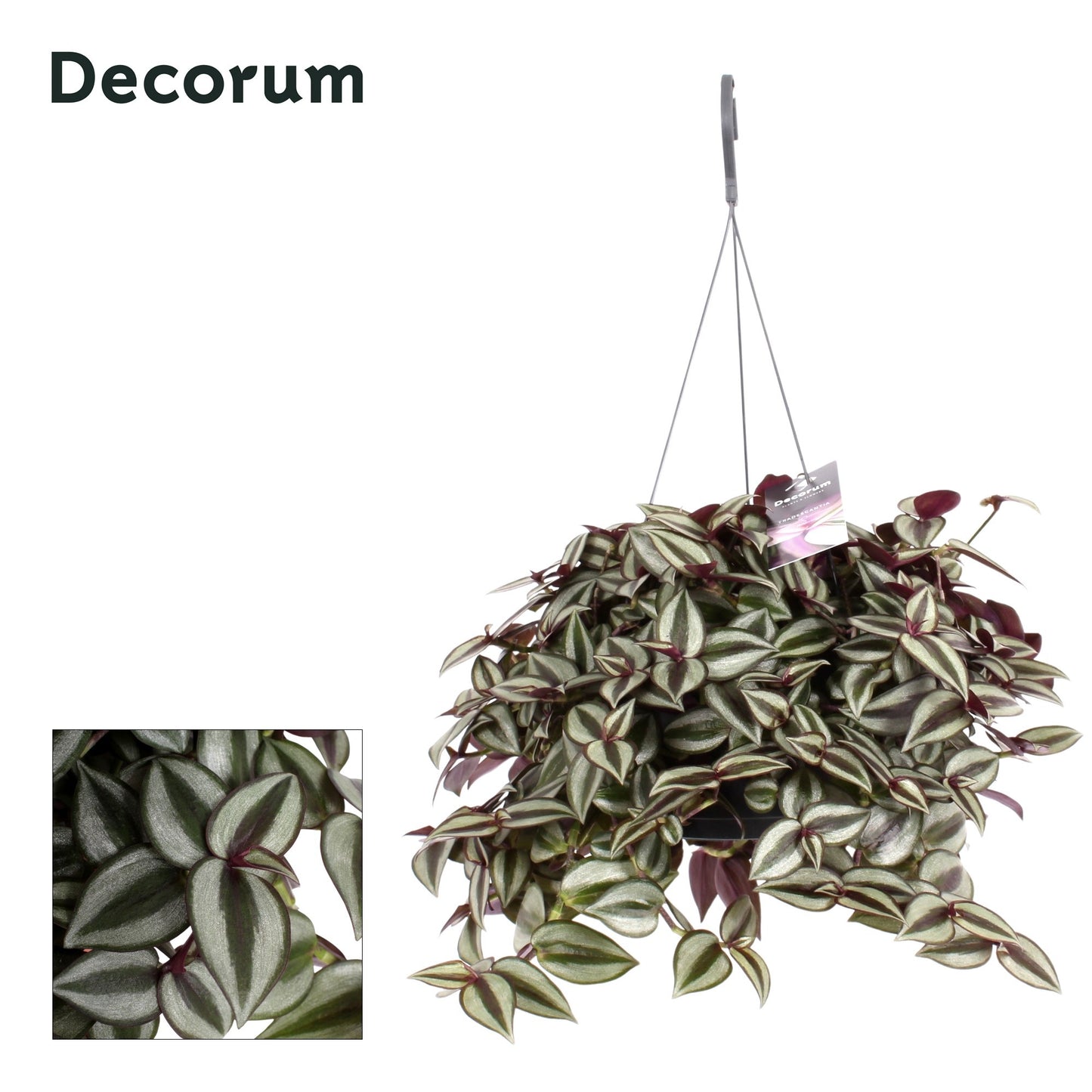 Hillplant BV Tradescantia Purpusii Pack of 4