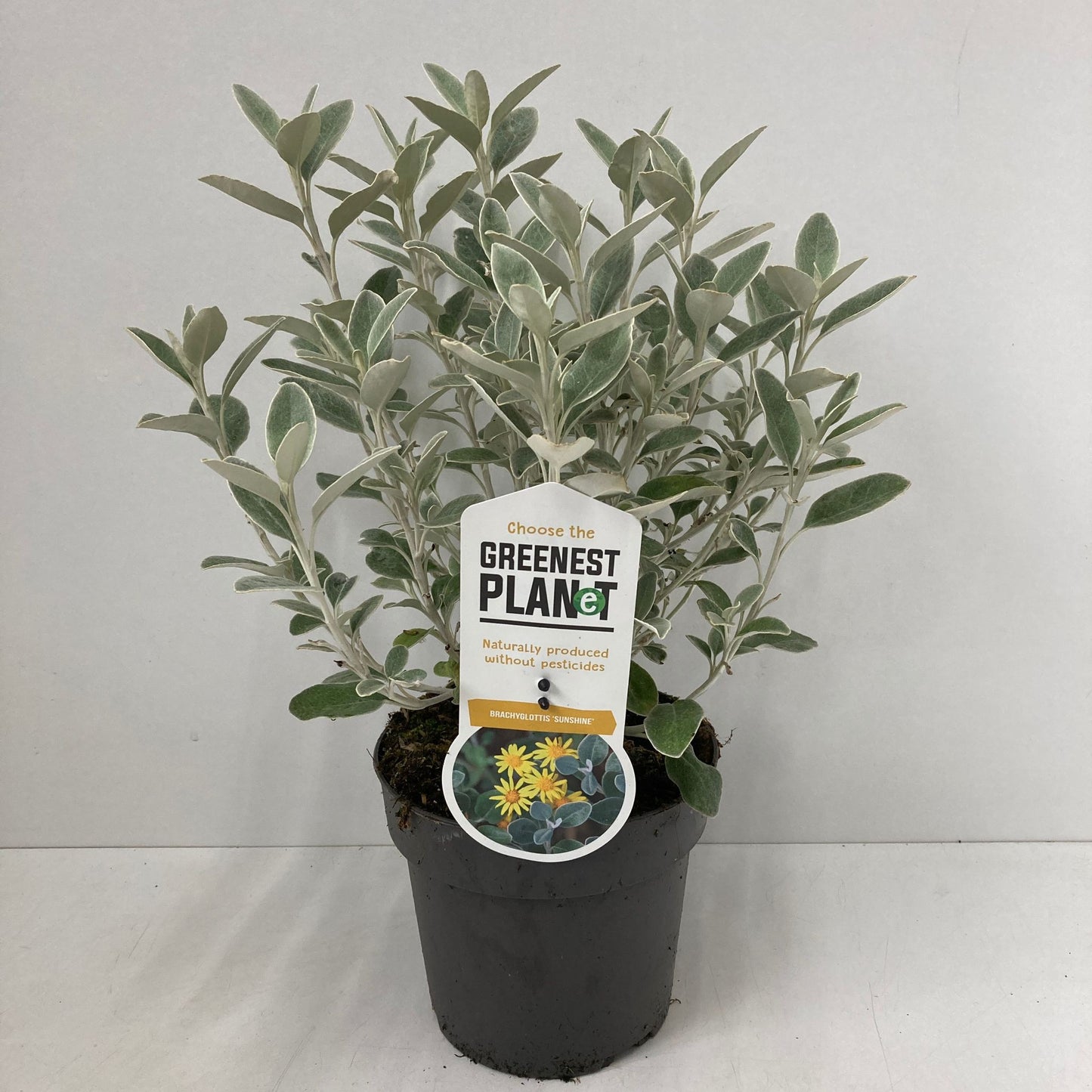 Brachyglottis (Senecio) Sunshine 25cm 17cm Pot