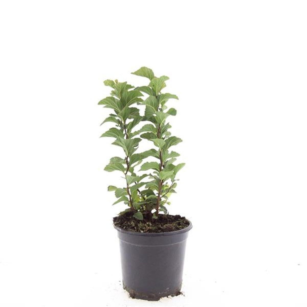 Spiraea japonica Magic Carpet 10cm 14cm Pot