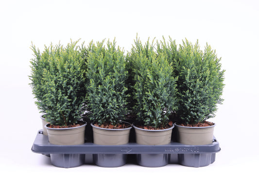 Chamaecyparis Snow White 35cm 13cm Pot