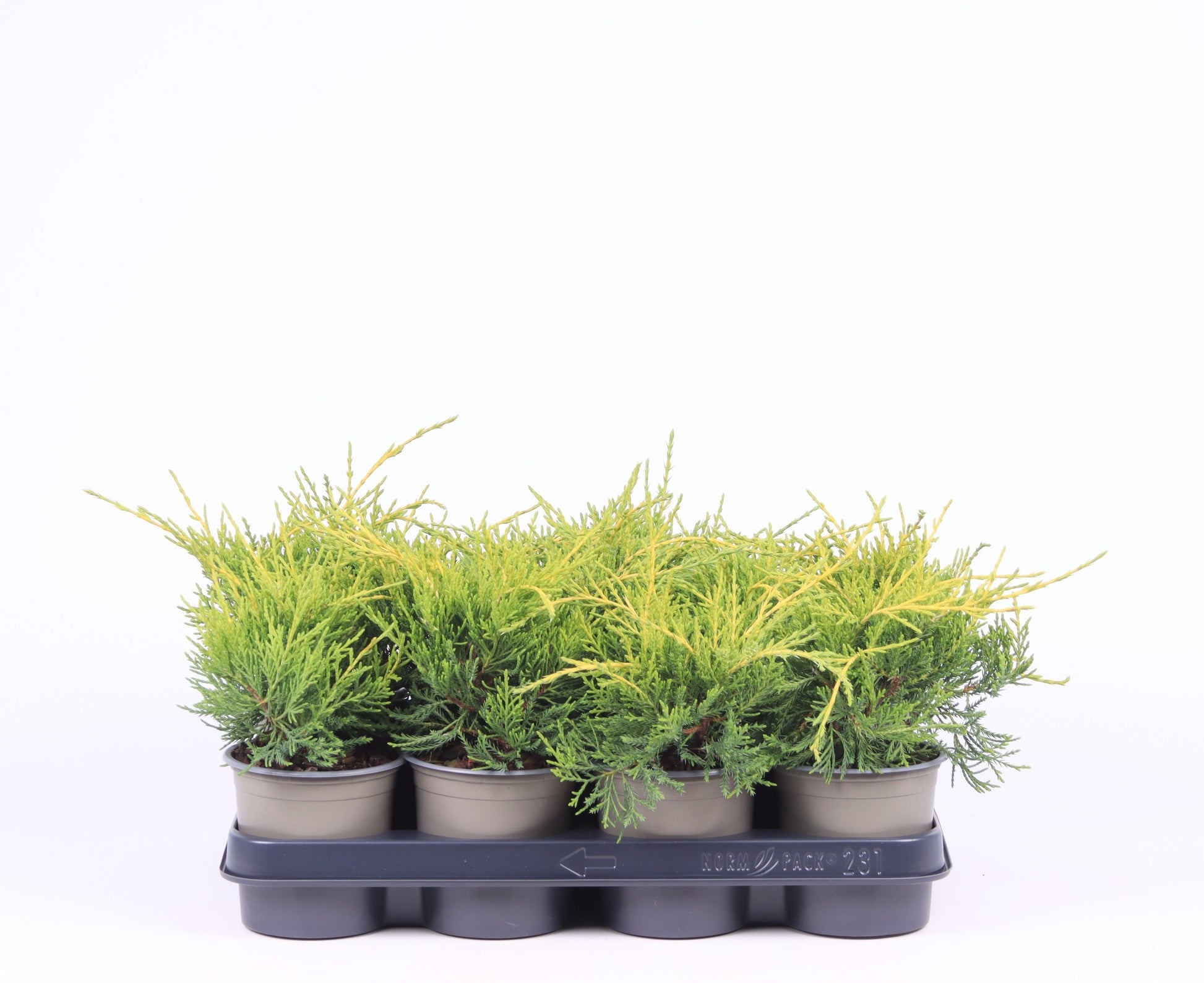 Juniperus Old Gold 20cm 11cm Pot