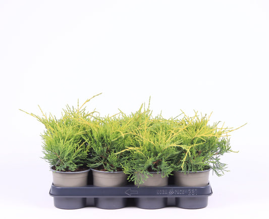 Juniperus Old Gold 20cm 11cm Pot