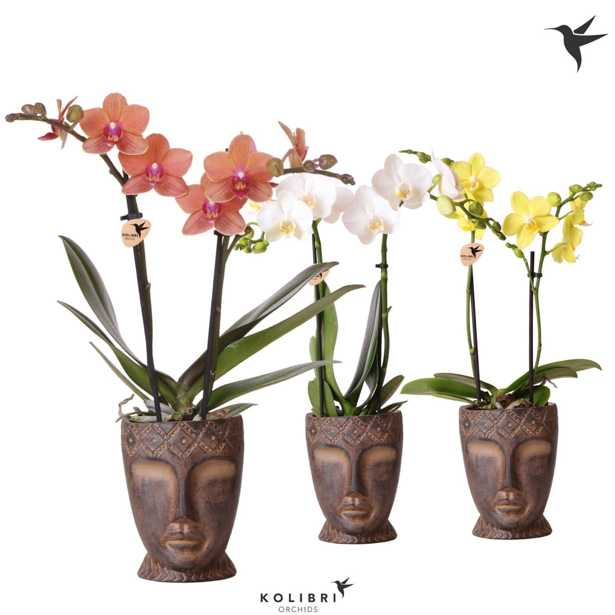 Phalaenopsis mix 40cm 9cm Pot