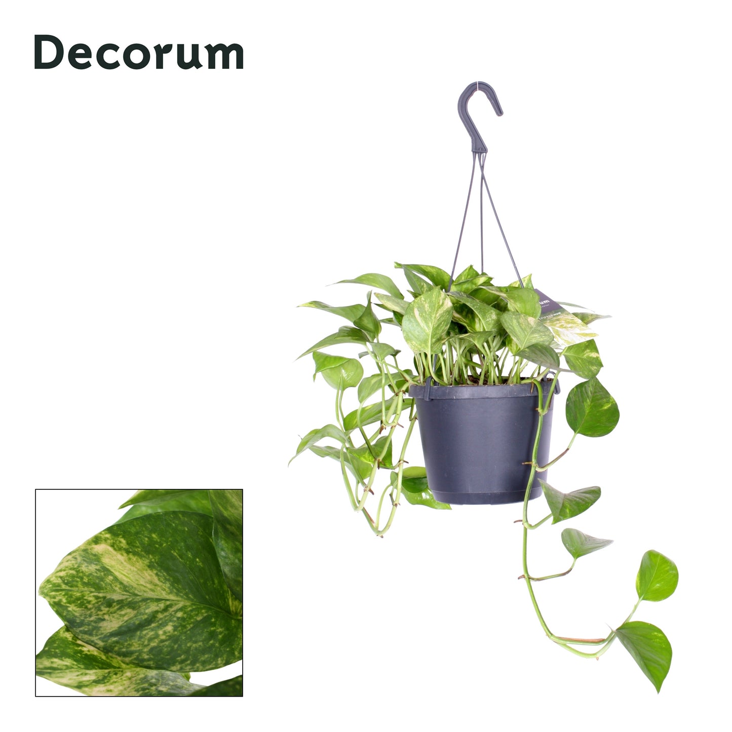 Hillplant BV Epipremnum pinnatum Hicolor Pack of 4