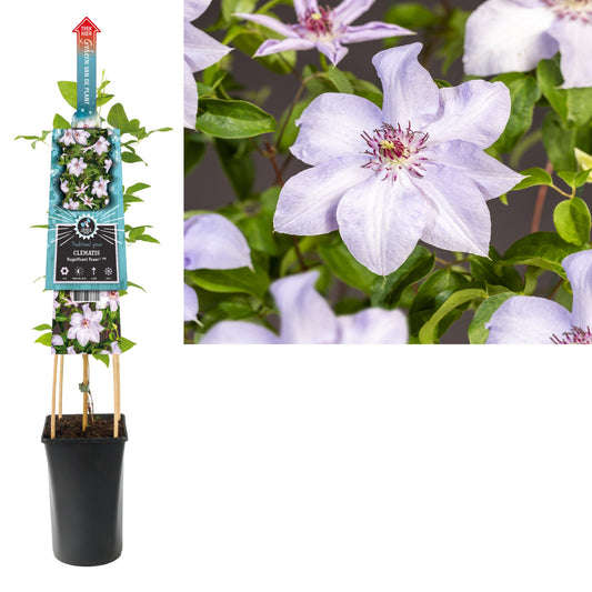 Clematis Magnificent Power 75cm 17cm Pot
