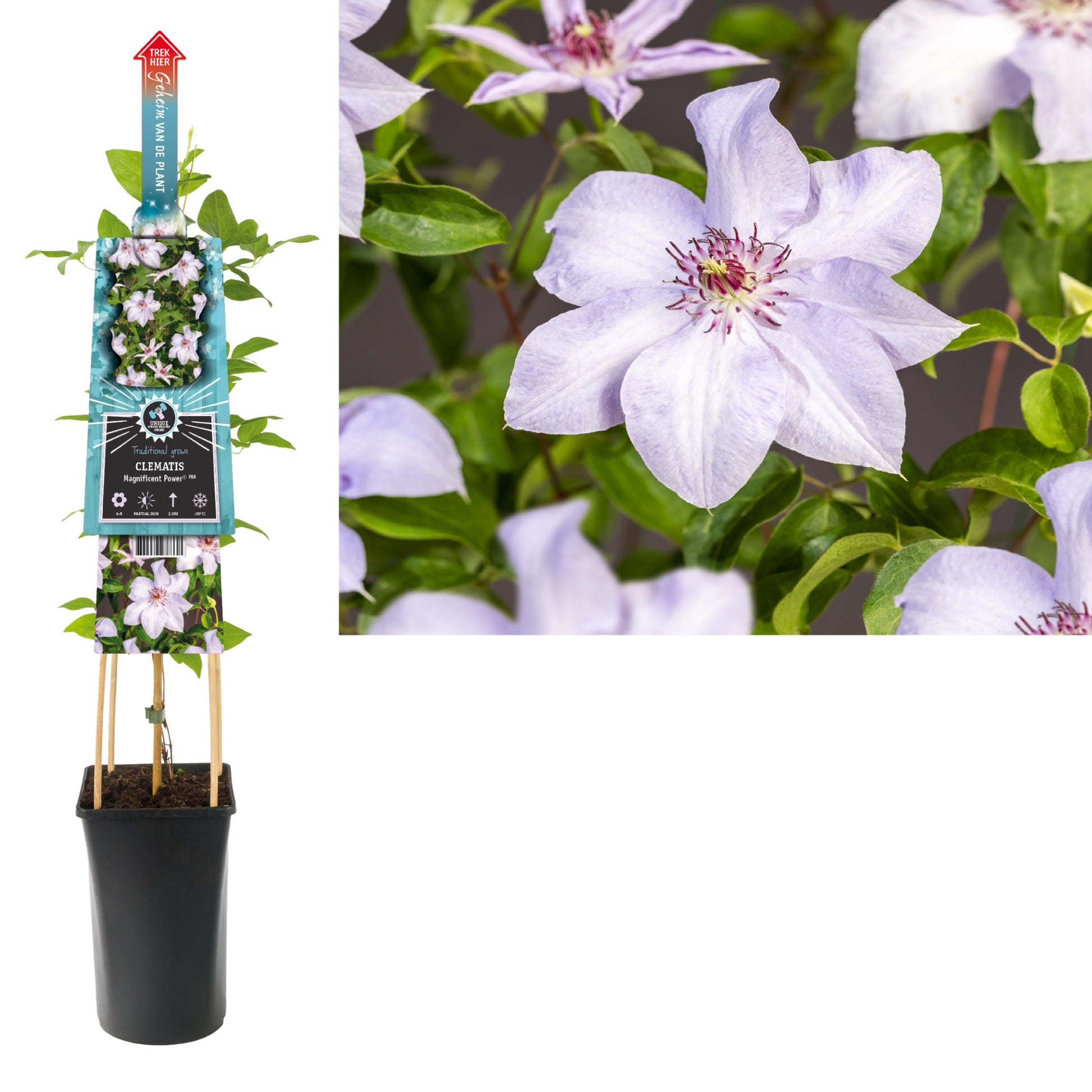 Clematis Magnificent Power 75cm 17cm Pot