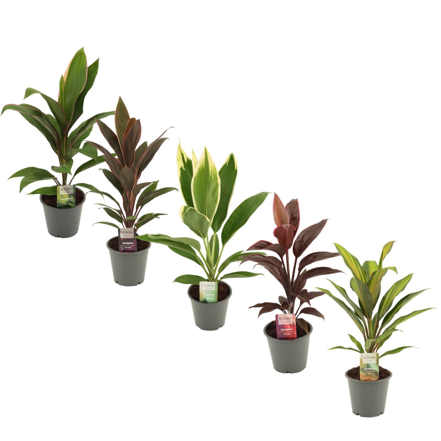 Cordyline mix 40cm 12cm Pot