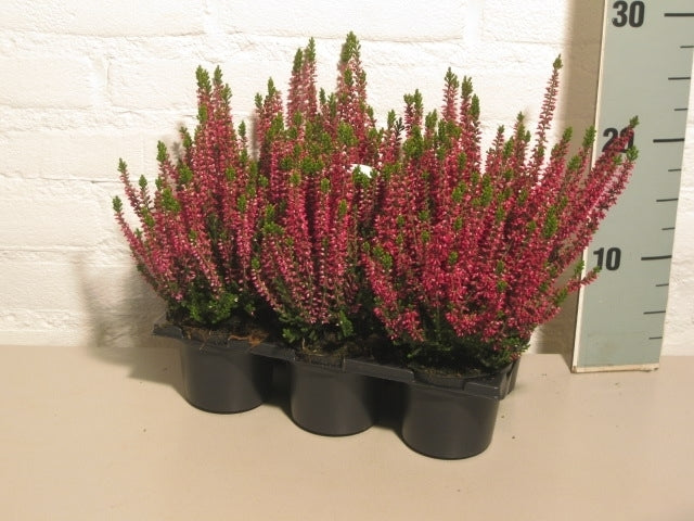 Calluna Beauty Ladies red 6-pack 12cm 9cm Pot