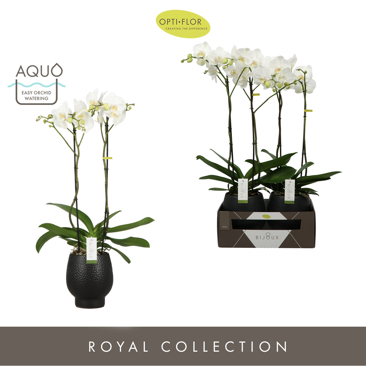 Opti-Flor Phalaenopsis Bijoux white Pack of 3