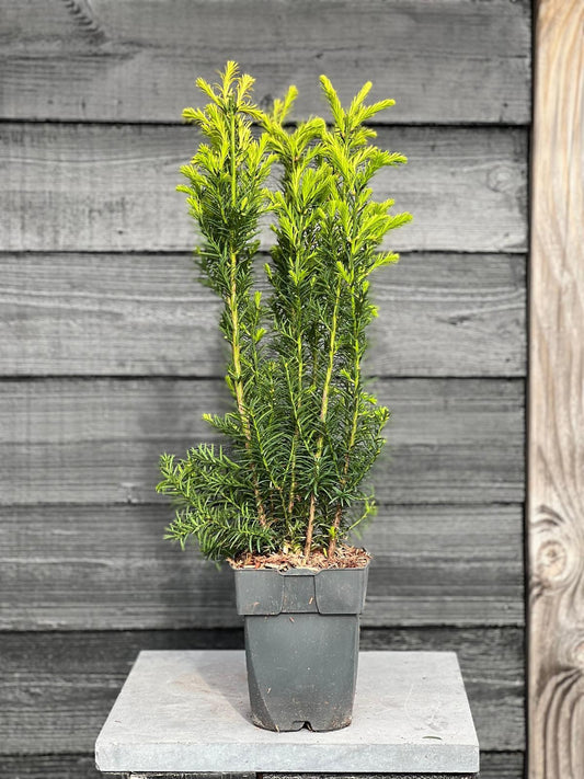 Taxus media Hicksii 80cm 17cm Pot