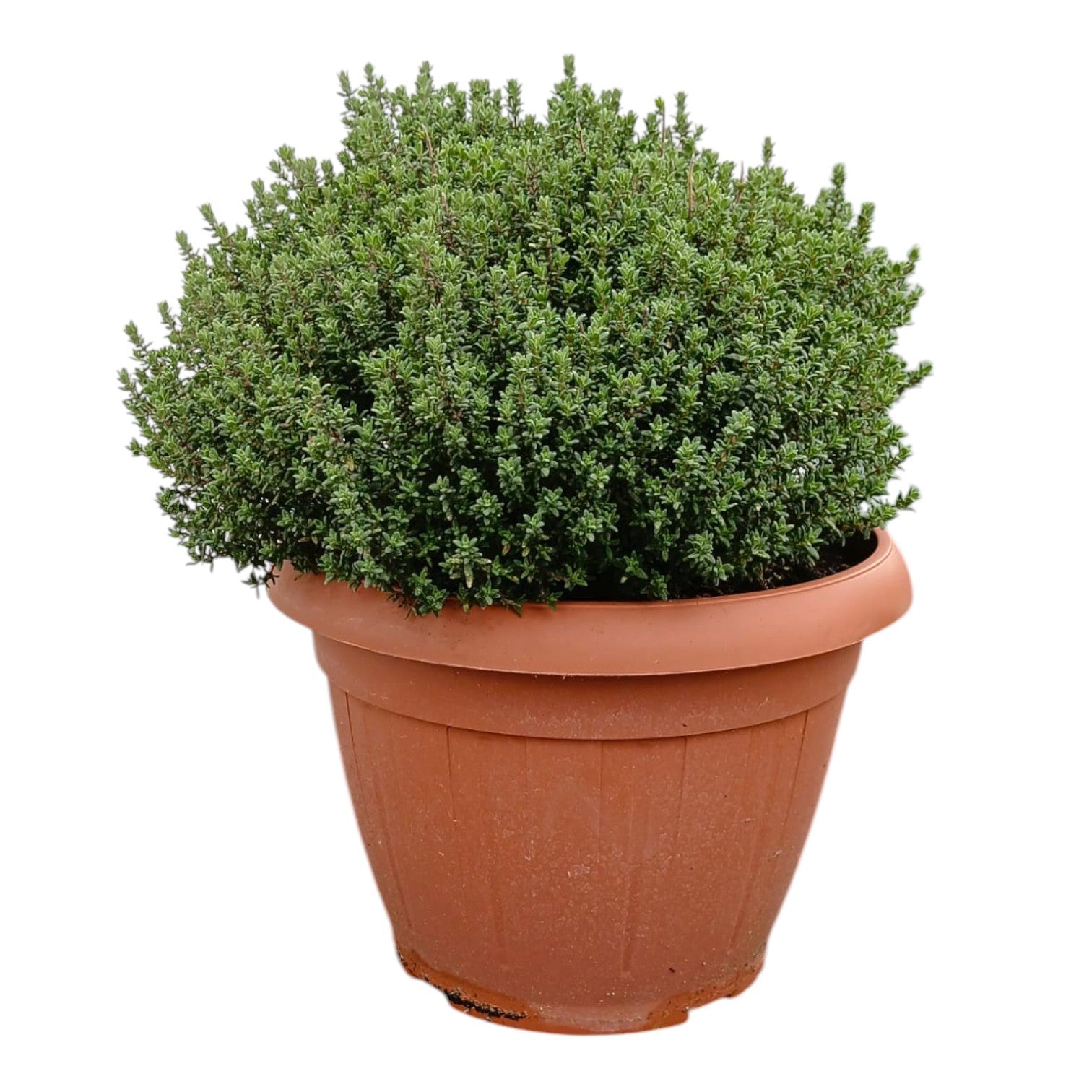 Thymus vulgaris (Thyme) 30cm 25cm Pot