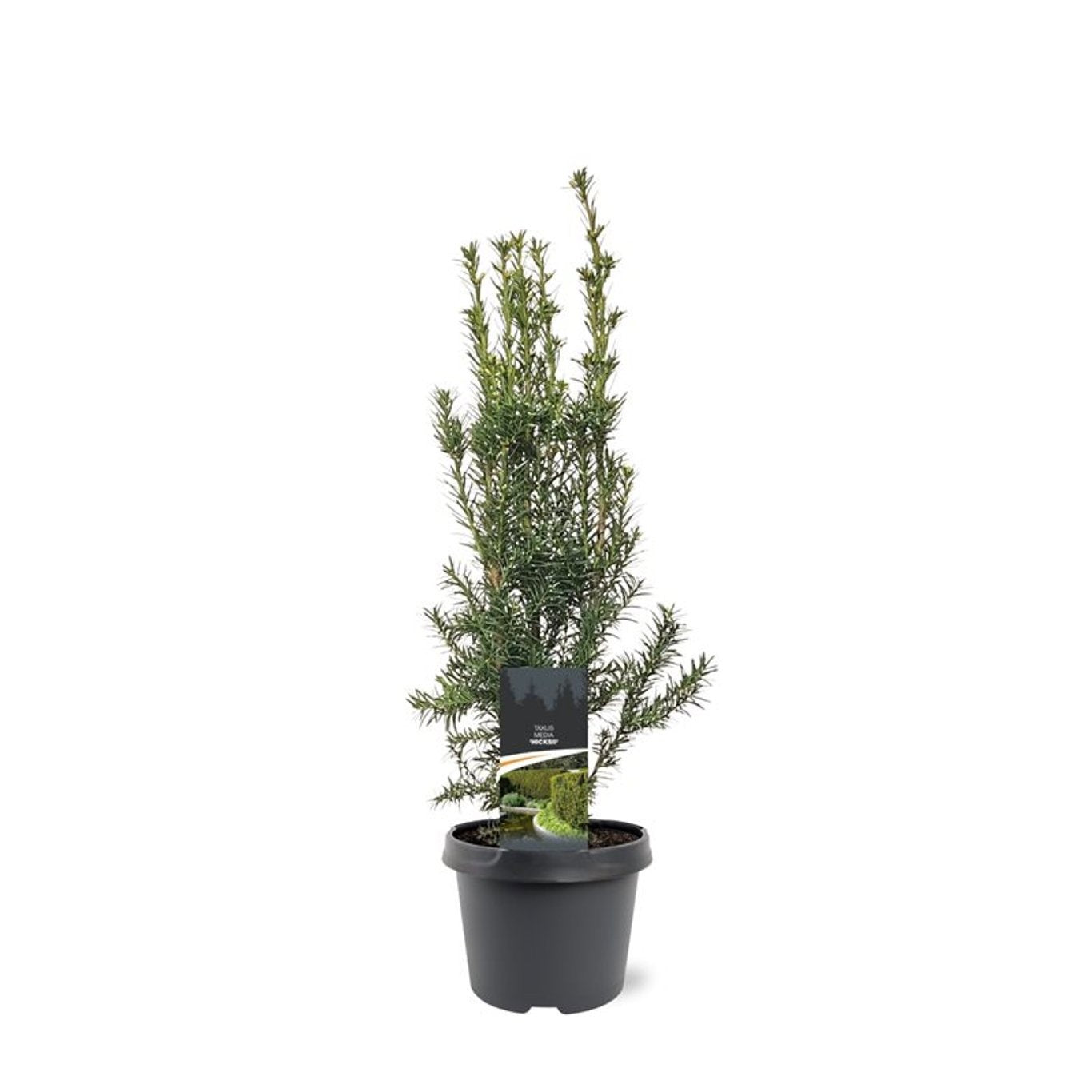Taxus media Hicksii 60cm 19cm Pot