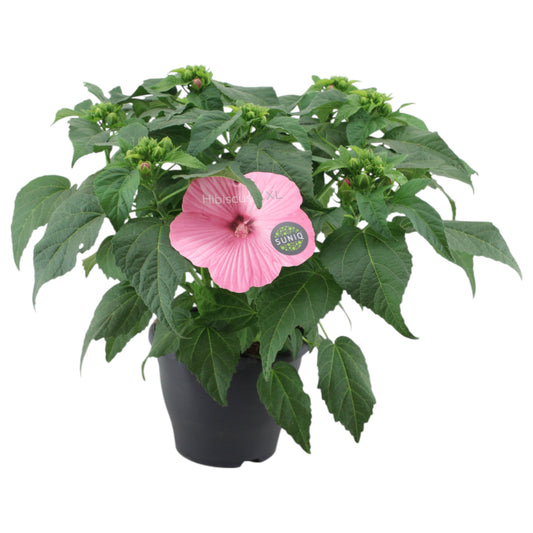 Hibiscus mos. Extreme Hot Pink 55cm 23cm Pot