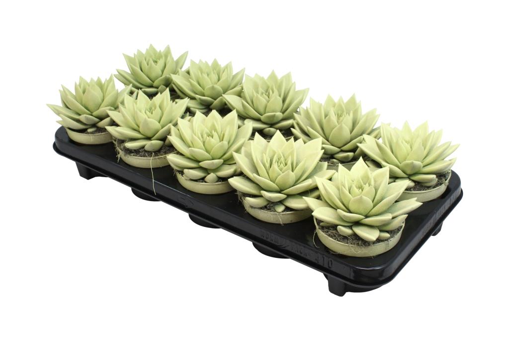 Echeveria Miranda 13cm 10.5cm Pot