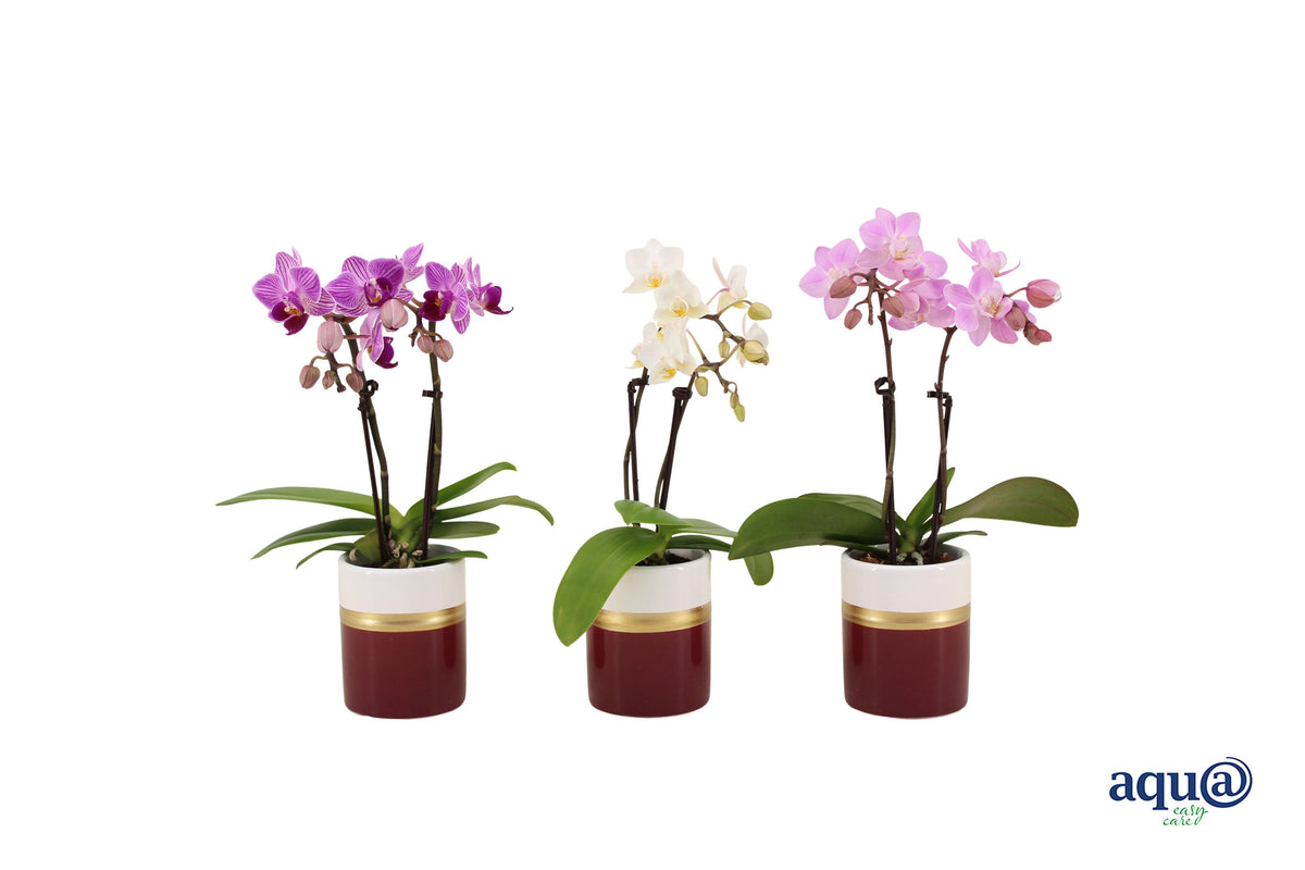 Phalaenopsis hybrid 17cm 6cm Pot