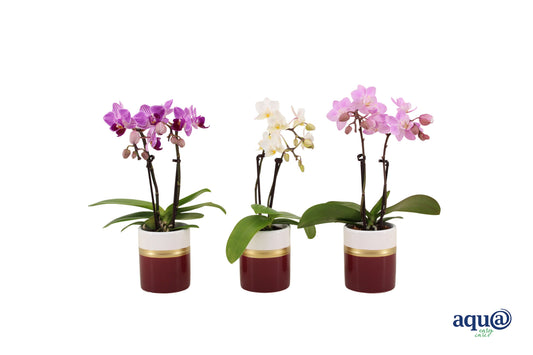 Phalaenopsis hybrid 17cm 6cm Pot