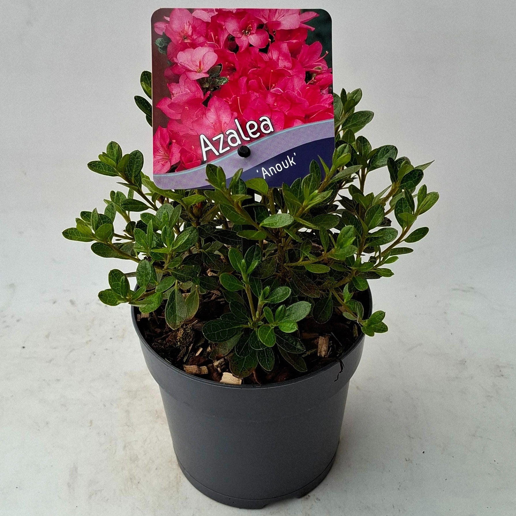 Rhododendron japonicum 15cm 13cm Pot