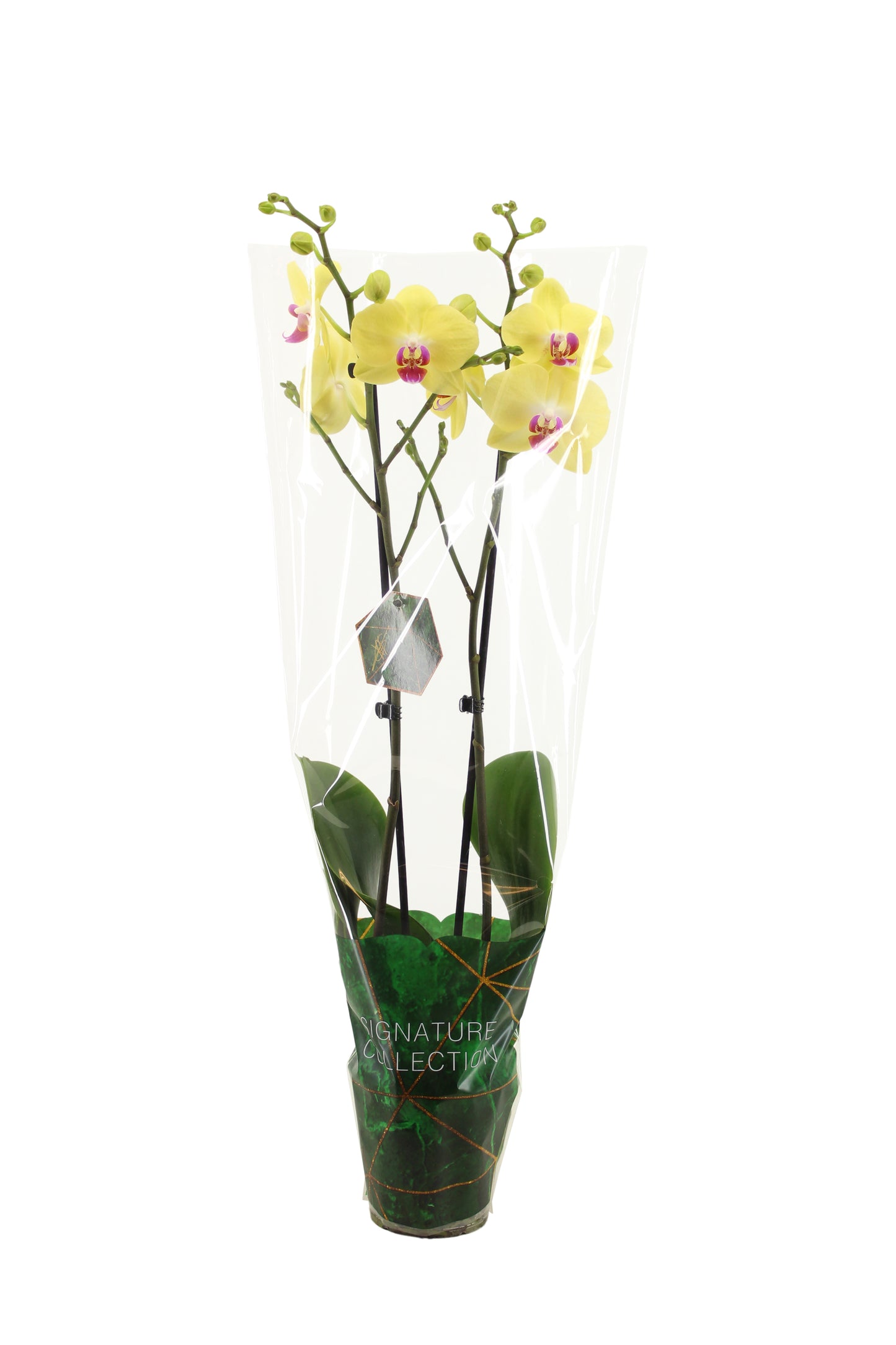VG Orchids Phalaenopsis yellow Pack of 10