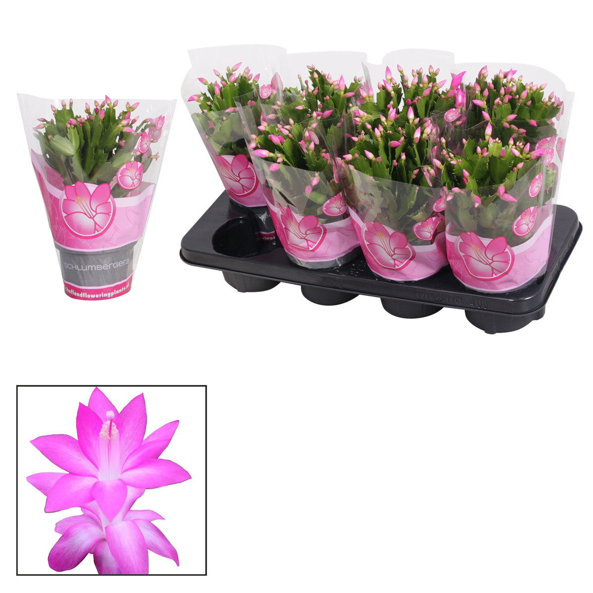 Schlumbergera Naomi 27cm 13cm Pot