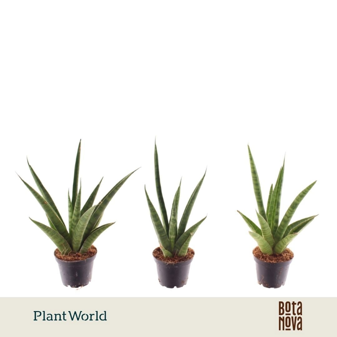 Sansevieria trifasciata 15cm 7cm Pot