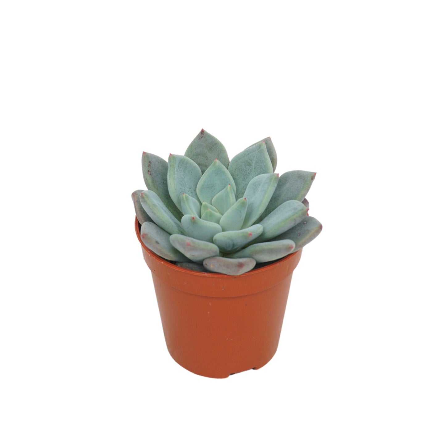 Succulent mix 8cm 5.5cm Pot