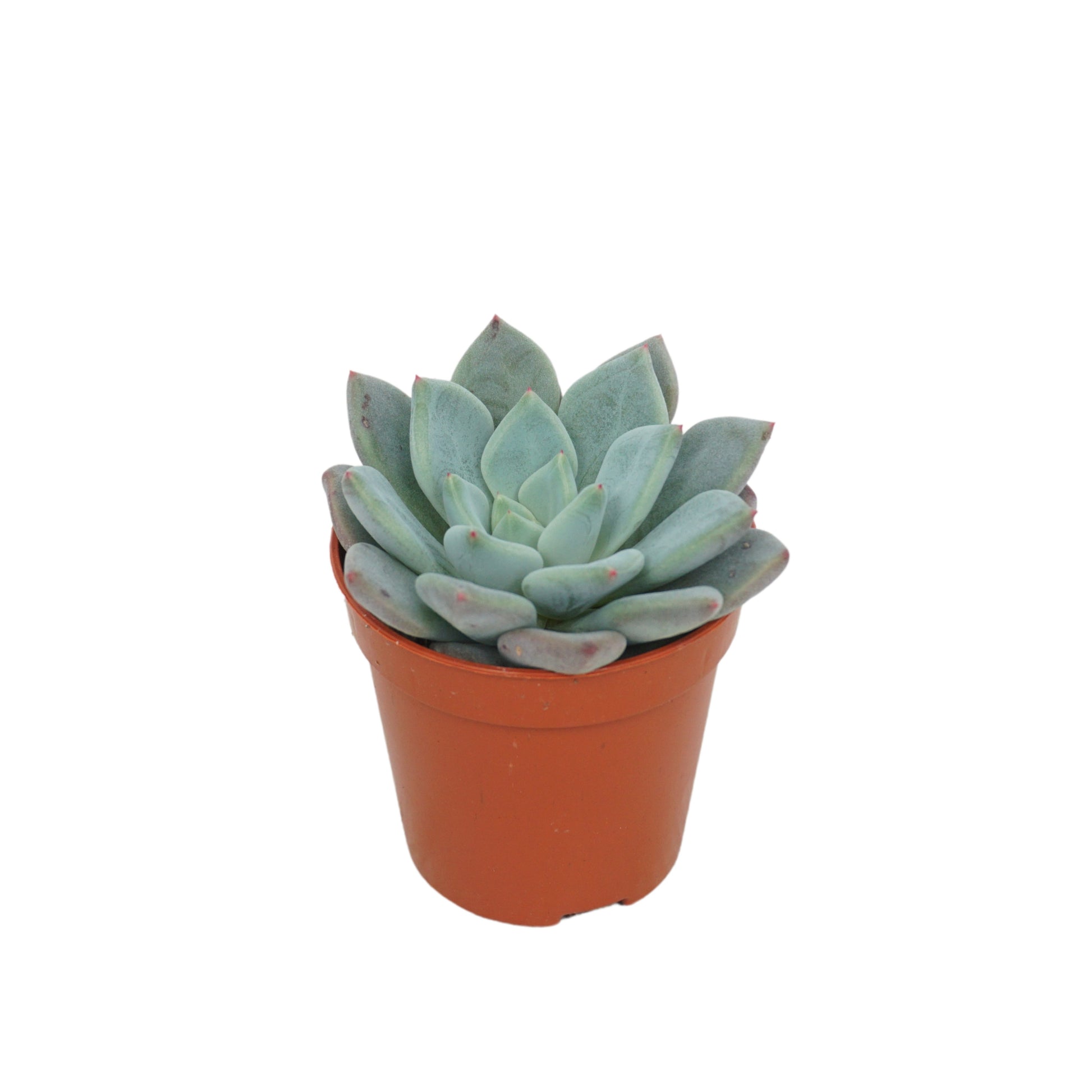 Succulent mix 8cm 5.5cm Pot